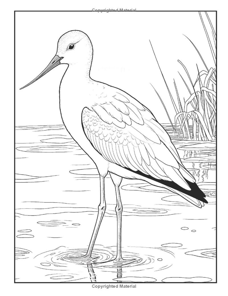100 Birds Coloring Book: For Bird & Animal Lovers